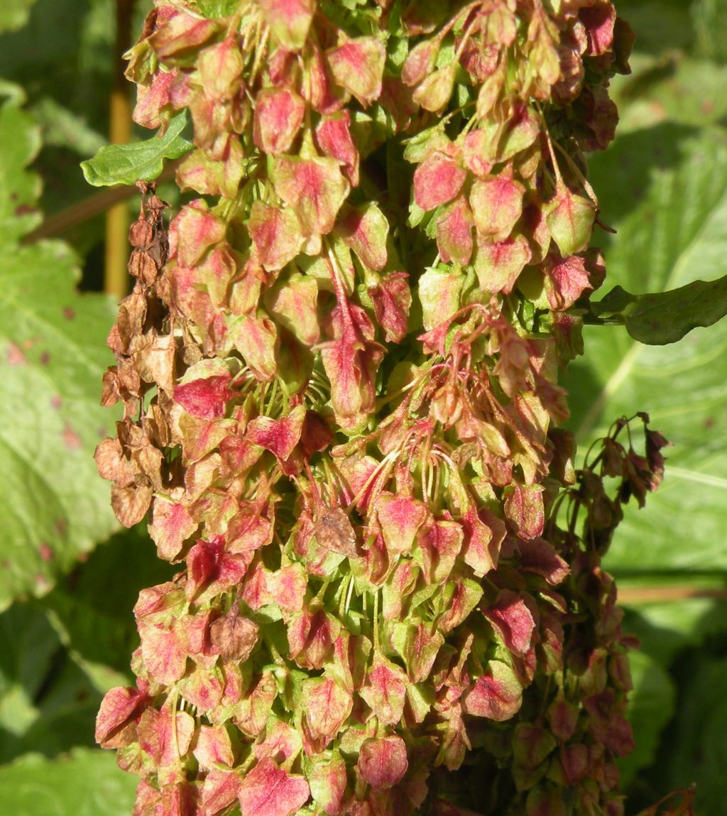 Gran Paradiso - Rumex scutatus e alpinus